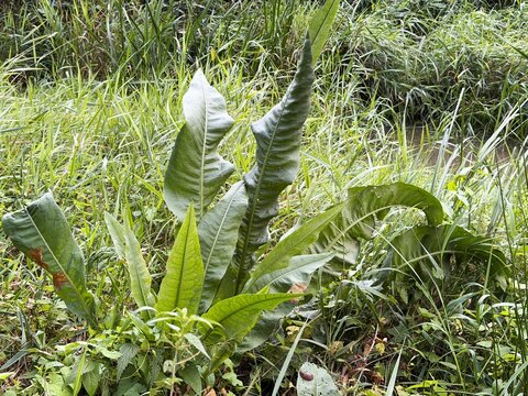 Water sorrel, Rumex hydrolapathum, growing by a stream in September