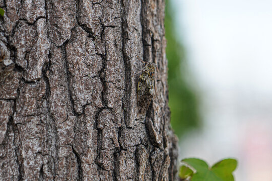 Cicada resting on tree bark in Tokushima, Shikoku, Japan