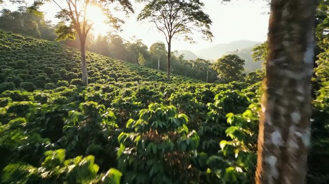 Coffee plantations in green hillside with soft sunlight agriculture concept