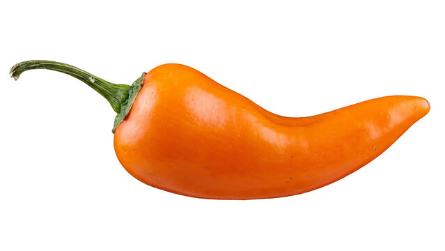 Vibrant orange habanero pepper isolated PNG on transparent background, fresh spicy chili ingredient for cooking and culinary use