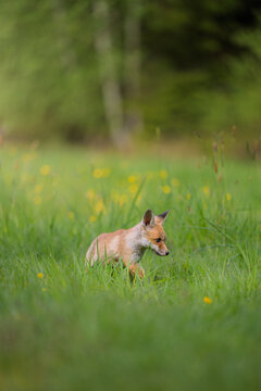 Cute young red fox Vulpes vulpes cub standing in a green grassy field with yellow flowers wildlife photography