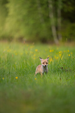 Cute young red fox Vulpes vulpes cub standing in a green grassy field with yellow flowers wildlife photography