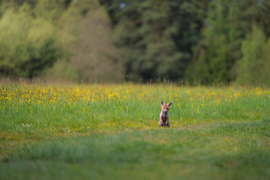Cute young red fox Vulpes vulpes cub standing in a green grassy field with yellow flowers wildlife photography