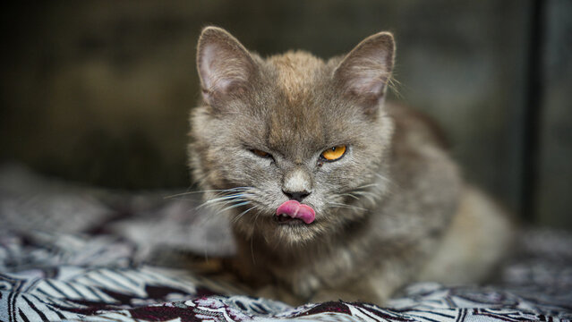 Close up portrait of a grey cat winking and licking its nose