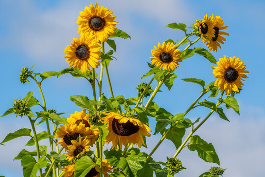 Tall Sunflowers in Full Bloom Against Clear Blue Sky