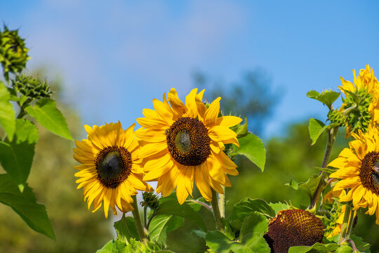 Tall Sunflowers in Full Bloom Against Clear Blue Sky