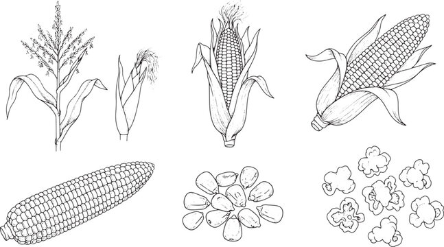 Hand drawn corn set featuring stalks ears kernels and popcorn in a detailed black and white sketch style