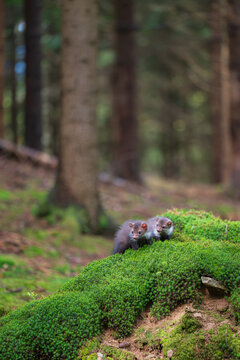 Two young beech marten Martes foina kits sitting on a green mossy hill in a coniferous forest wildlife photography