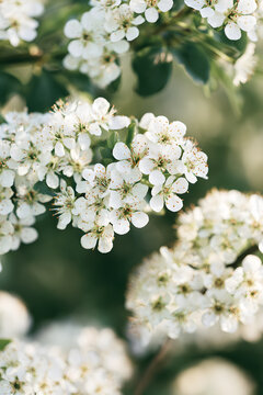 a gentle spring floral backdrop featuring white blooms and soothing green hues
