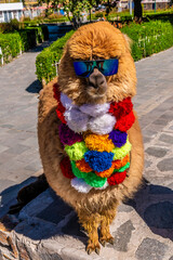A view of a fluffy brown alpaca wearing sunglasses and a bright, multi colored pom pom scarf in Yanque, in the Colca Canyon in the Andes of Peru in the morning © Nicola