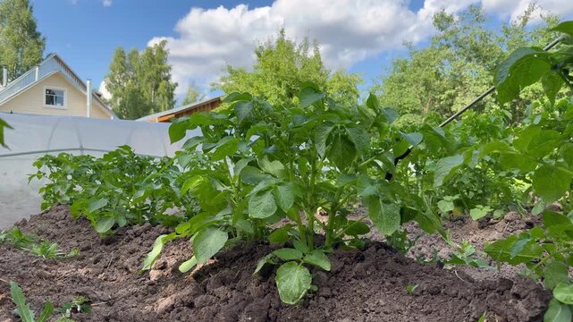 Treating potato bushes with pest control sprayer in organic vegetable garden plot.