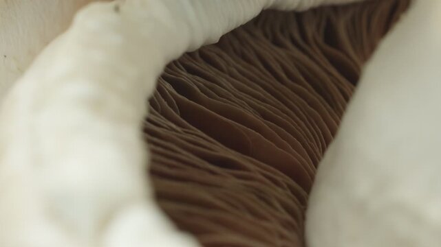 White Mushroom underside gills macro close up presentation slowly rotating stock footage