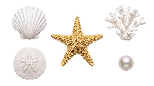 Ocean life collection: seashell, isolated on png transparent background