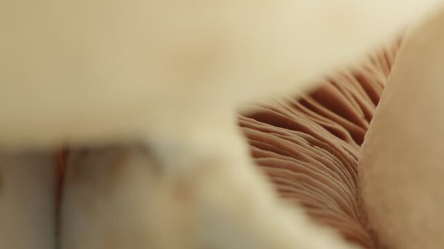 White Mushroom underside gills macro close up presentation slowly rotating stock footage