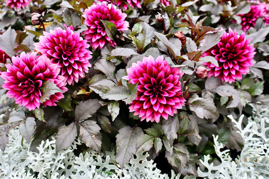 stunning pink dahlia bush paired with silvery dusty miller plants in summer