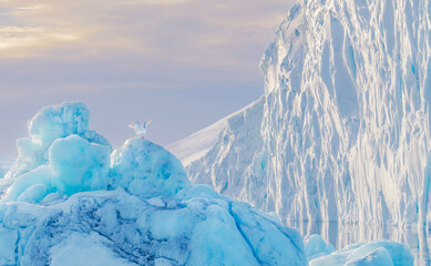 Seabird on iceberg in Greenland © kevin