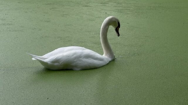 White mute swan dipping head and neck into canal water to feed on thick green duckweed