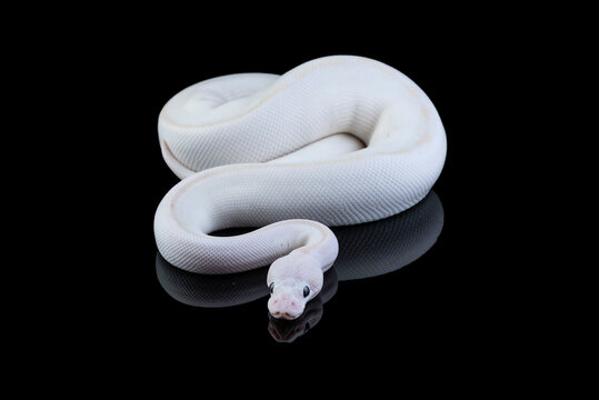a white ball python coiled on a tree with dark background