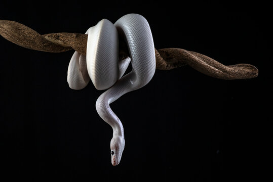 a white ball python coiled on a tree with dark background
