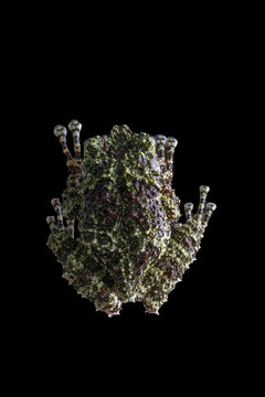 Mossy frog on a tree branch