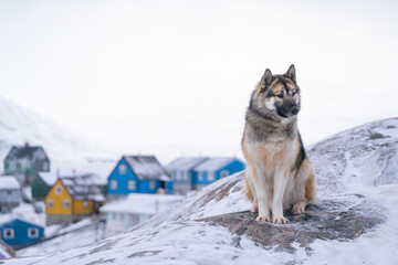 Greenland Sled Dog © kevin