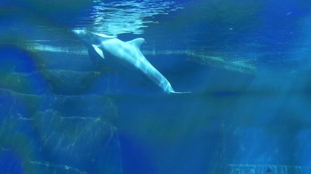 4K video of a graceful dolphin swimming underwater in clear blue water with sunlight rays and rocky formations in the background.