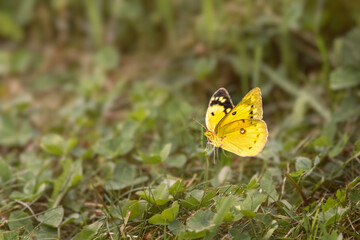 Clouded sulphur butterfly (Colias) perched on a green clover leaf in a sunny meadow, Ontario, Canada. © Teresa