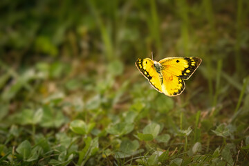 Clouded sulphur butterfly (Colias) perched on a green clover leaf in a sunny meadow, Ontario, Canada. © Teresa
