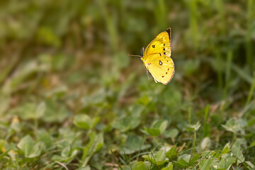Clouded sulphur butterfly (Colias) perched on a green clover leaf in a sunny meadow, Ontario, Canada. © Teresa