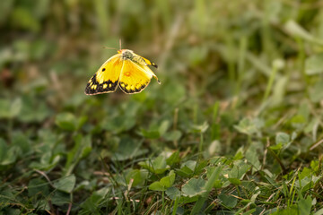 Clouded sulphur butterfly (Colias) perched on a green clover leaf in a sunny meadow, Ontario, Canada. © Teresa