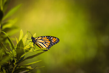 Monarch butterfly (Danaus plexippus) perched on a green plant stem in a sunny field, Ontario, Canada. © Teresa