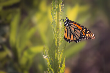 Monarch butterfly (Danaus plexippus) perched on a green plant stem in a sunny field, Ontario, Canada. © Teresa