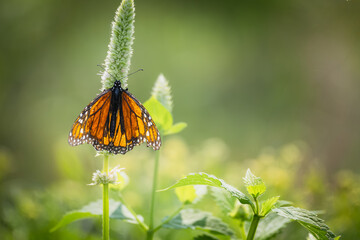 Monarch butterfly (Danaus plexippus) perched on a green plant stem in a sunny field, Ontario, Canada. © Teresa