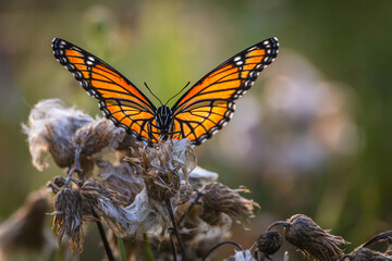 Viceroy butterfly (Limenitis archippus) resting with spread wings on a dried wildflower in summer, Ontario, Canada. © Teresa
