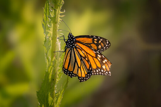 Monarch butterfly (Danaus plexippus) perched on a green plant stem in a sunny field, Ontario, Canada.