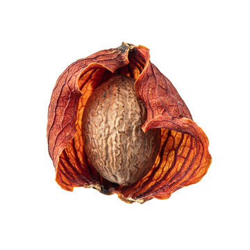 Dried nutmeg seed with mace aril isolated on white background for culinary spice design.
