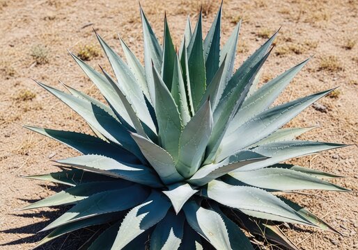 A symmetrical blue agave plant displays sharp pointed succulent leaves with a dusty silver-green hue under bright sun in a dry arid field, nectar, botanical, nature