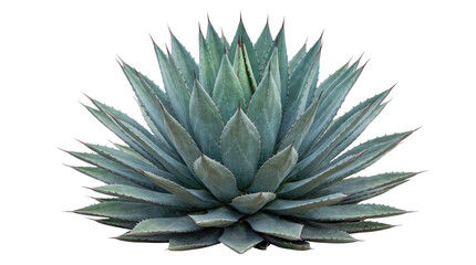 Fototapeta premium Blue agave plant isolated on white png on isolated transparent background
