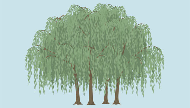 Beautiful group of weeping willow trees with lush green leaves swaying gently against a soft light blue background.