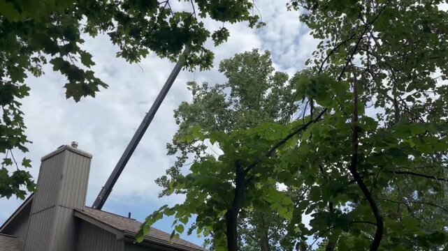 A Crane Lifting and Removing old Tree Branches