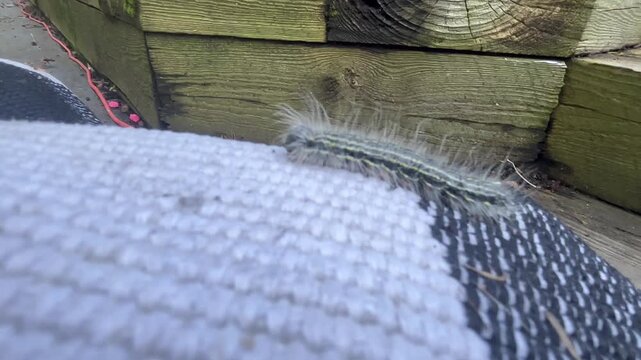 Unknown Species of Caterpillar in Eastern Pennsylvania