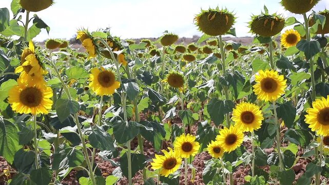 Bright yellow sunflowers swaying gently in the summer breeze under blue sky.