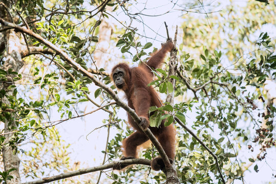 Orangutan in a tree, Tanjung Puting National Park, Kalimantan, Indonesia
