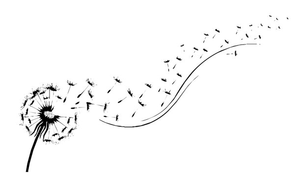 Dandelion seed dispersal transformation vector illustration with flying seeds symbolizing freedom change growth and nature