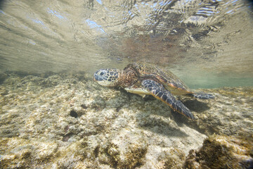 Green sea turtle underwater near the Hawaiian Islands © willtu