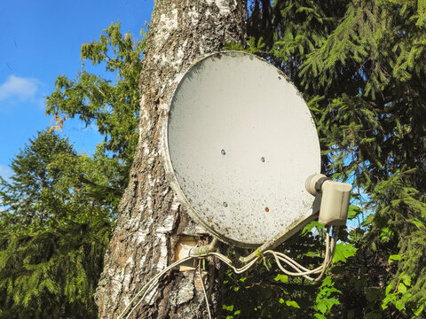 Satellite Dish Antenna Mounted on a Birch Tree Trunk Outdoors