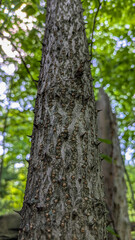 Fototapeta premium Close up of dangerous sharp thorns growing on tree trunk