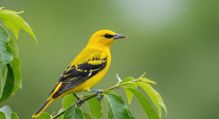 Fototapeta premium A vibrant male golden oriole perched on a leafy green branch, showcasing its bright yellow plumage and contrasting black wings in nature, golden oriole, beak, leaves