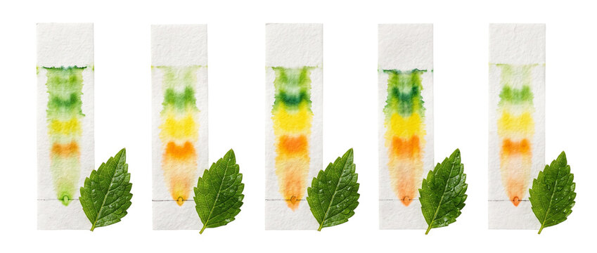 Plant pigment paper chromatography science experiment showing chlorophyll separation on white paper strips with green leaves, chemistry and botany educational analysis isolated on a black background.