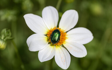 Fototapeta premium Beautiful emerald beetle Cetonia aurata on white dahlia flower closeup. Green rose chafer with rainbow shiny wings.